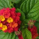 Lantana camaraBloem