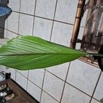 Curcuma longaLeaf