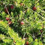 Vaccinium macrocarpon Fruit