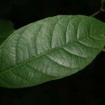 Rinorea pectino-squamata Leaf