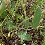 Anthyllis vulneraria برگ