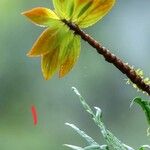 Columnea consanguineaList