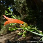 Keckiella ternata Кветка