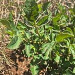 Sclerocarya birrea List