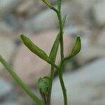 Cardamine resedifolia Vaisius