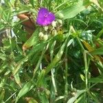 Tradescantia × andersoniana Flower