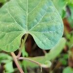 Ipomoea tricolor Lehti