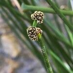 Scirpoides holoschoenus Flor