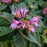 Monarda didyma Flower