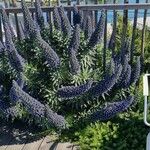 Echium candicans Blüte