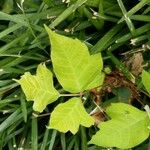 Toxicodendron radicans Листок