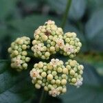 Leea guineensis Flower