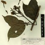 Fridericia prancei Sonstige