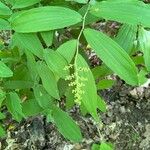 Maianthemum racemosumFlower