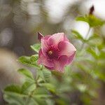 Allamanda blanchetii Flower