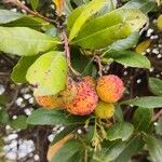 Arbutus andrachne फल