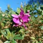 Polygala myrtifoliaFleur