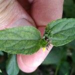 Synedrella nodiflora Лист
