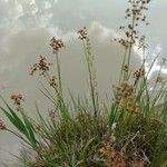 Juncus acutiflorus Habit