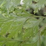 Davallia chaerophylloides Leaf