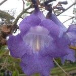 Jacaranda obtusifolia Λουλούδι