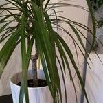 Dracaena reflexaElinympäristö