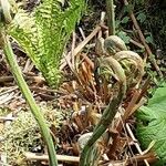 Osmunda regalis Blad