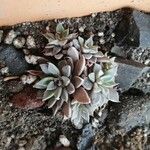 Graptopetalum rusbyi Fulla