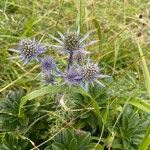 Eryngium bourgatii Cvet