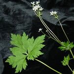 Anemonastrum elongatum Habitat