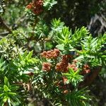 Juniperus drupacea পাতা