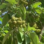 Cordia boissieri Plod