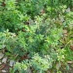 Medicago sativa موطن