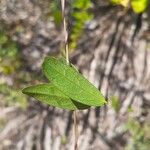 Centrosema brasilianum 葉