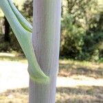 Ferula glauca Corteccia