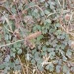 Thalictrum foetidum Leaf