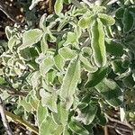 Salvia fruticosa 葉