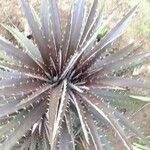 Dyckia encholirioides Hoja