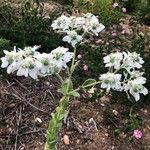 Euphorbia marginata Flower