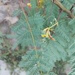 Caesalpinia mimosifolia Ліст