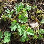 Corydalis intermedia Інше