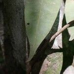 Dialium bipindense Leaf