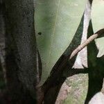 Dialium bipindense Blatt