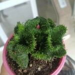 Euphorbia flanaganii Cvet
