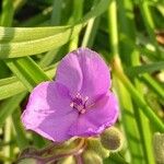 Tradescantia bracteata