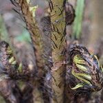 Blechnum gibbum Bark