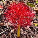 Scadoxus multiflorus ফুল