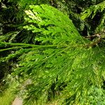 Calocedrus decurrens Leht
