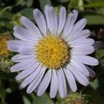 Erigeron peregrinus Flower