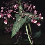 Asclepias cordifolia Kvet